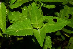 Monarda stipitatoglandulosa