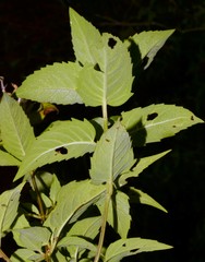 Monarda stipitatoglandulosa