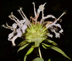 Monarda stipitatoglandulosa