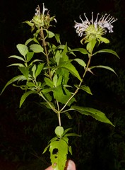 Monarda stipitatoglandulosa