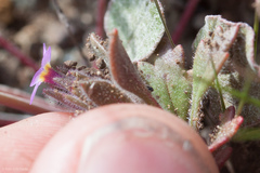 Collomia diversifolia