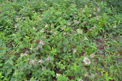 Monarda stipitatoglandulosa