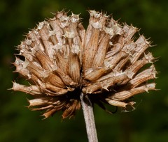 Monarda stipitatoglandulosa