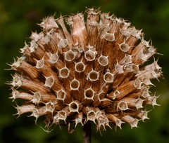 Monarda stipitatoglandulosa