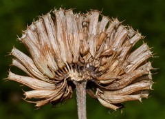 Monarda stipitatoglandulosa