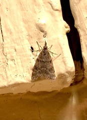 Scoparia penumbralis