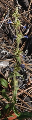 Penstemon humilis obtusifolius