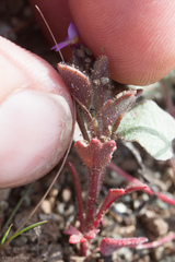 Collomia diversifolia