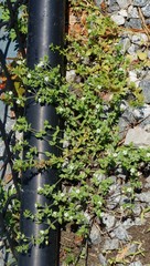 Arenaria serpyllifolia