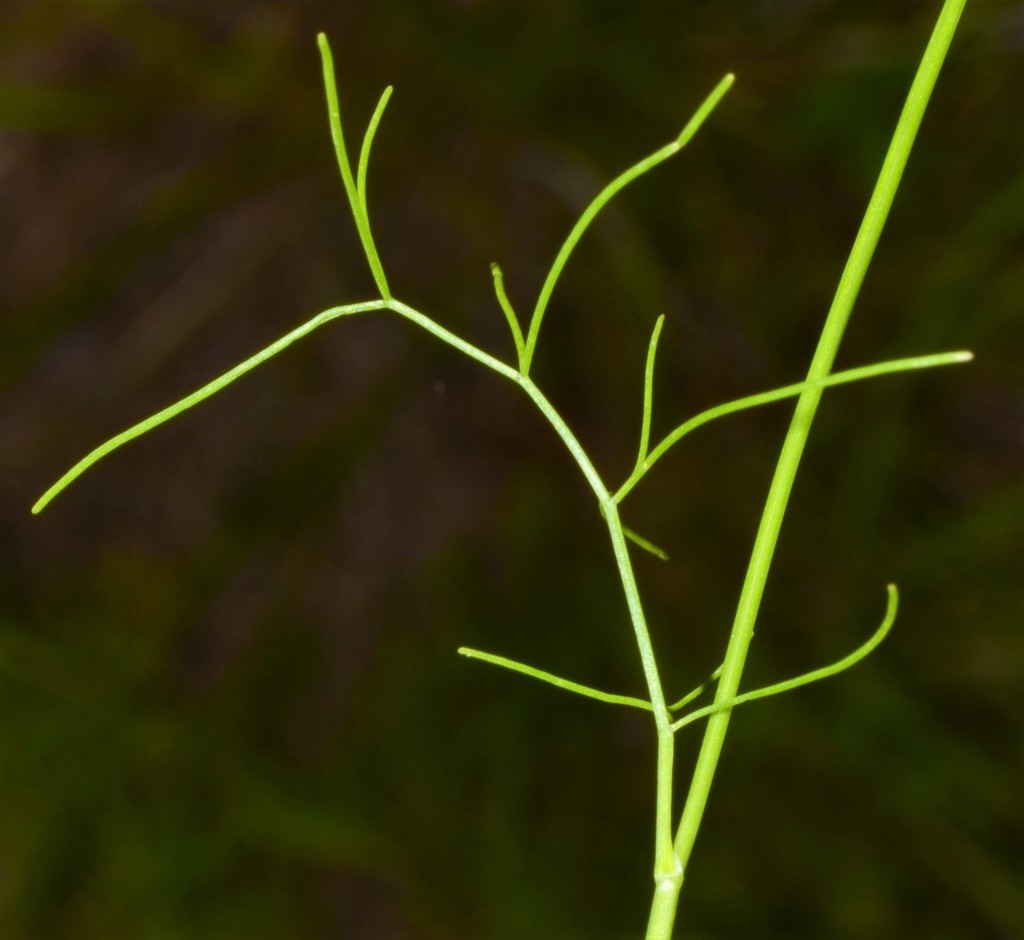 Laceflower