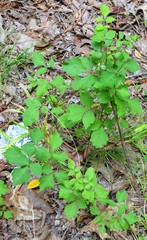 Rhus aromatica aromatica