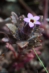 Collomia diversifolia