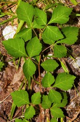 Rhus aromatica aromatica