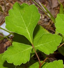 Rhus aromatica aromatica