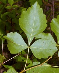 Rhus aromatica aromatica