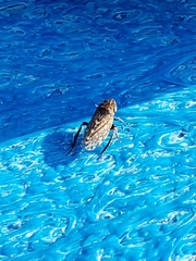 Aphrodinae