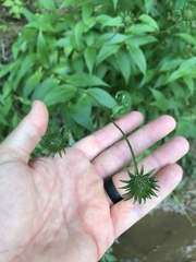 Marshallia trinervia