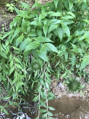 Marshallia trinervia