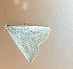 Macrochilo louisiana