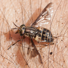 Chrysops coloradensis