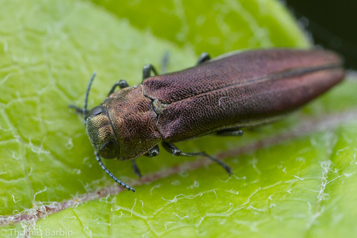 Bronze birch borer