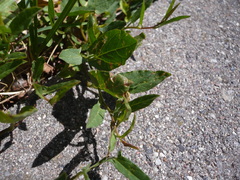 Convolvulus arvensis