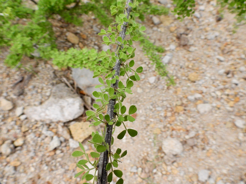 Wislizenus' Senna