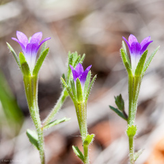 Githopsis specularioides