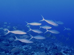 Elagatis bipinnulata