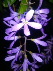 Petrea volubilis