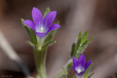 Githopsis specularioides