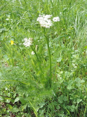 Meum athamanticum