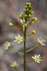 Toxicoscordion micranthum