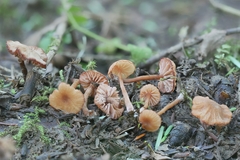 Laccaria ohiensis