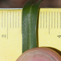 Toxicoscordion micranthum