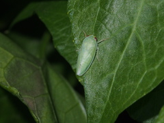 Krisnini