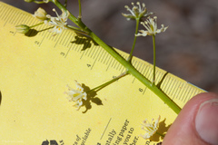 Toxicoscordion micranthum