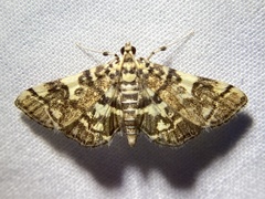 Apogeshna stenialis