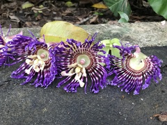 Passiflora laurifolia