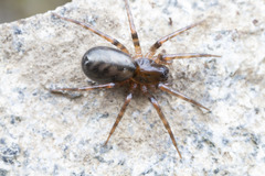 Cybaeidae