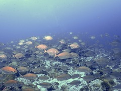 Ferdauia ferdau