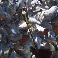 Phanogomphus kurilis