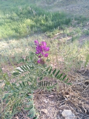 Astragalus davuricus