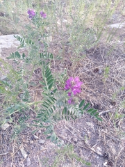 Astragalus davuricus