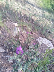 Astragalus davuricus