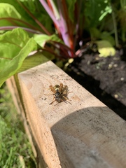 Polistes chinensis
