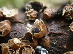 Polyschismium trevelyanii