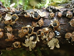 Polyschismium trevelyanii