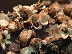 Polyschismium trevelyanii