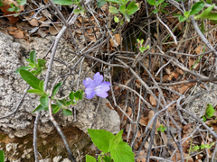 Ruellia parryi